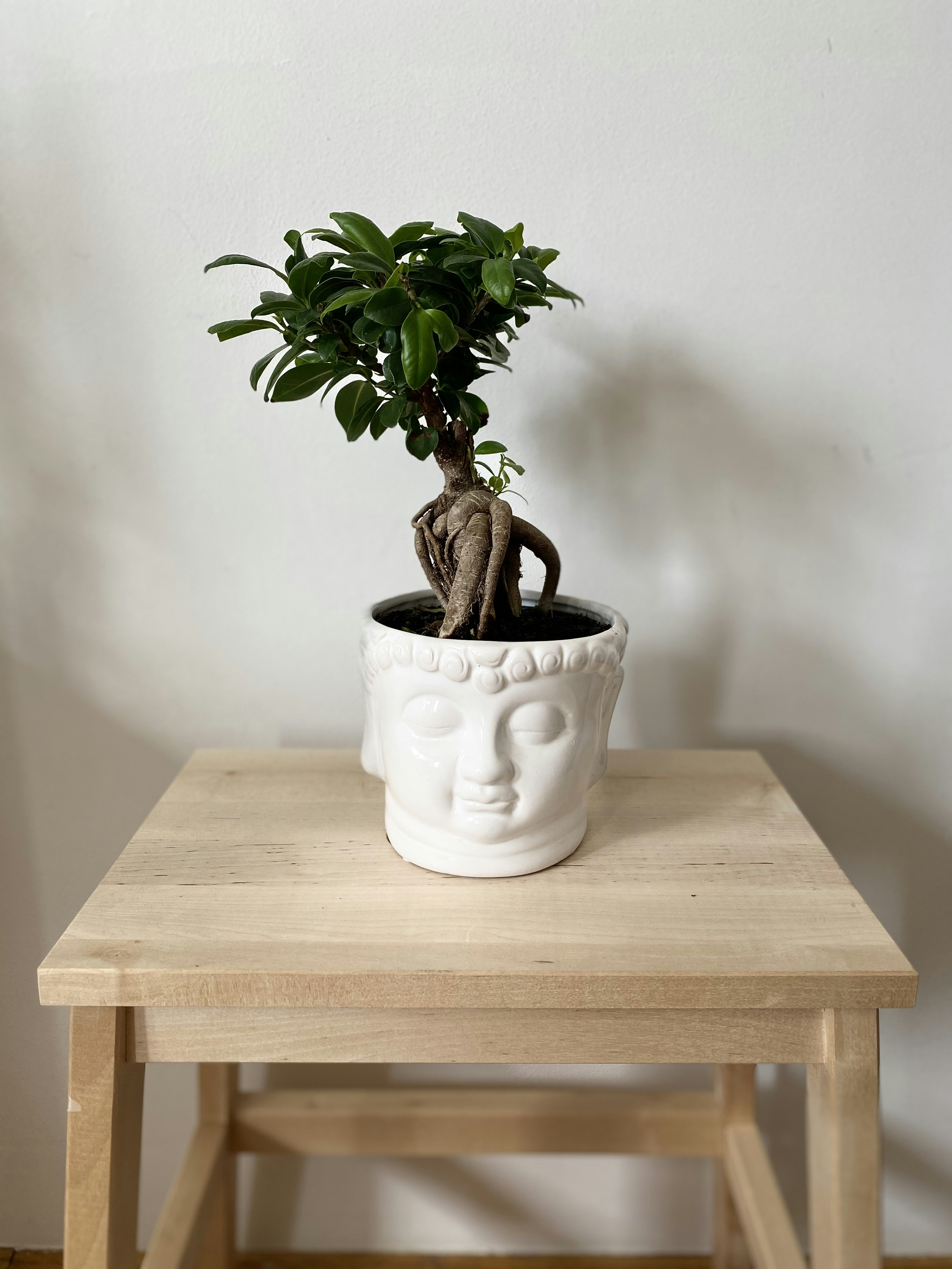 green bonsai tree in white ceramic pot on brown wooden table