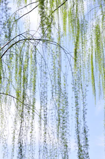A sunlit close-up of delicate willow branches gently swaying in a soft breeze.