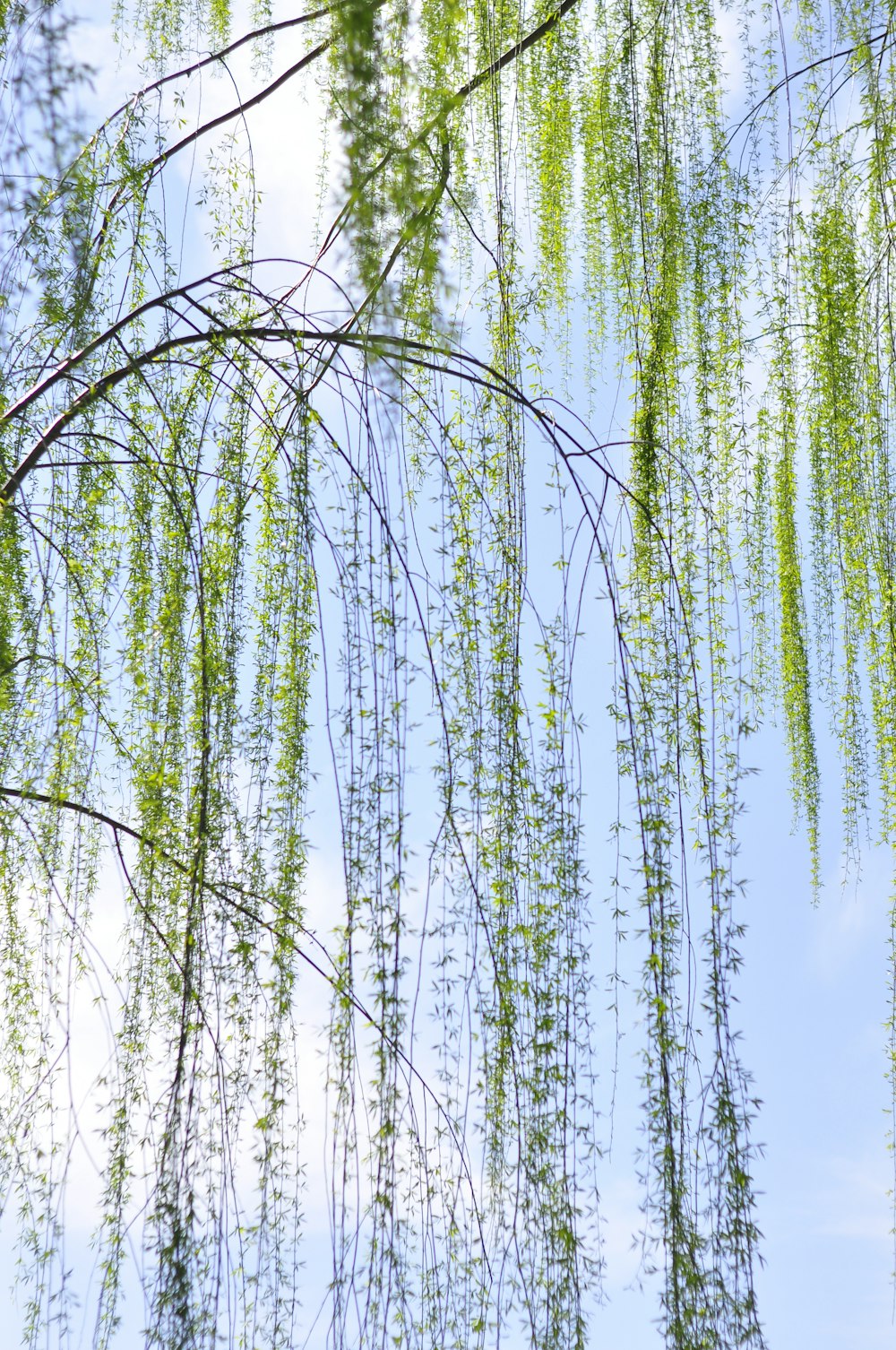 green trees under blue sky during daytime