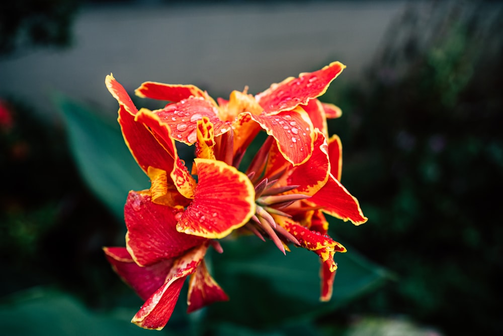 red and yellow flower in tilt shift lens