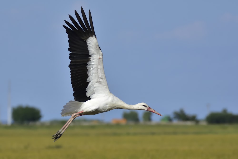 white stork flying during daytime