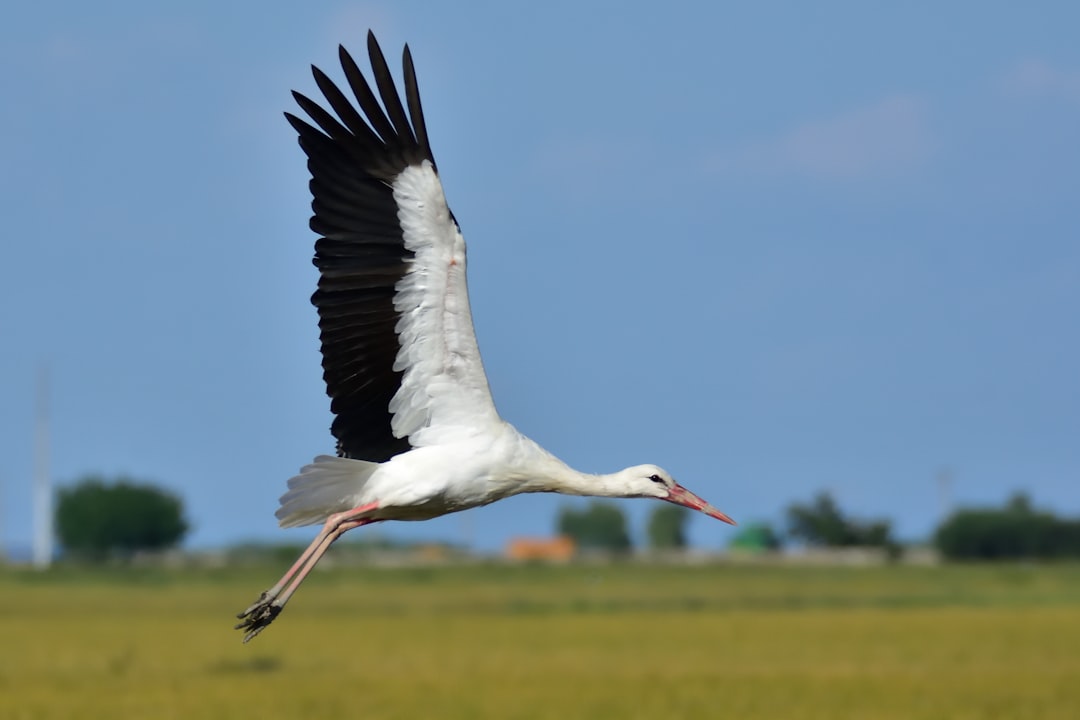  white stork flying during daytime stork