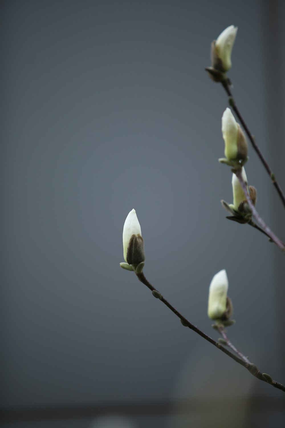 white flower buds in tilt shift lens