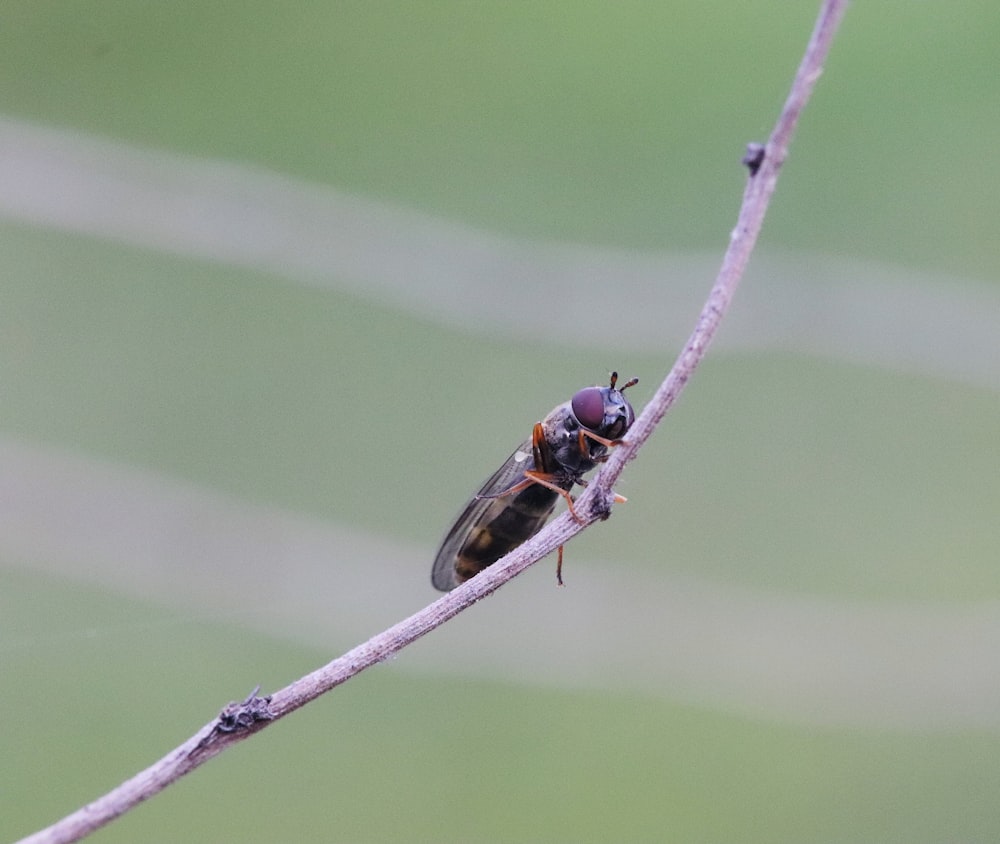 black and brown fly perched on brown stem in close up photography during daytime