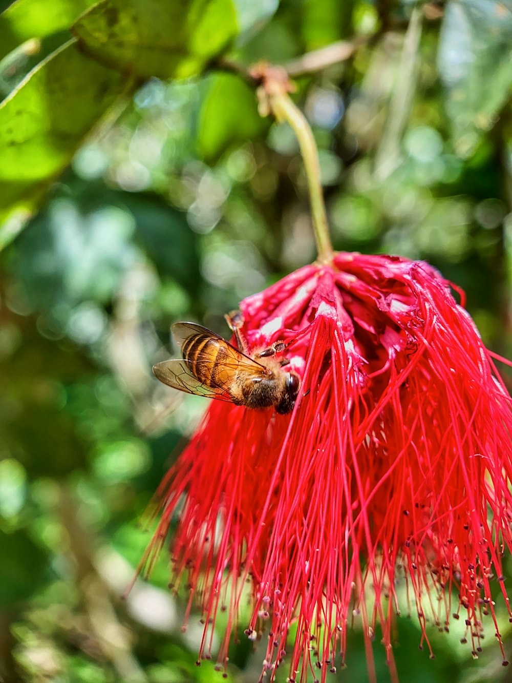 honeybee perched on red flower in close up photography during daytime