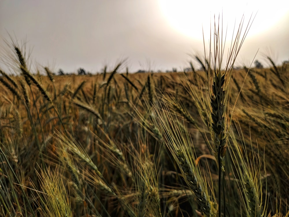 brown wheat field during daytime