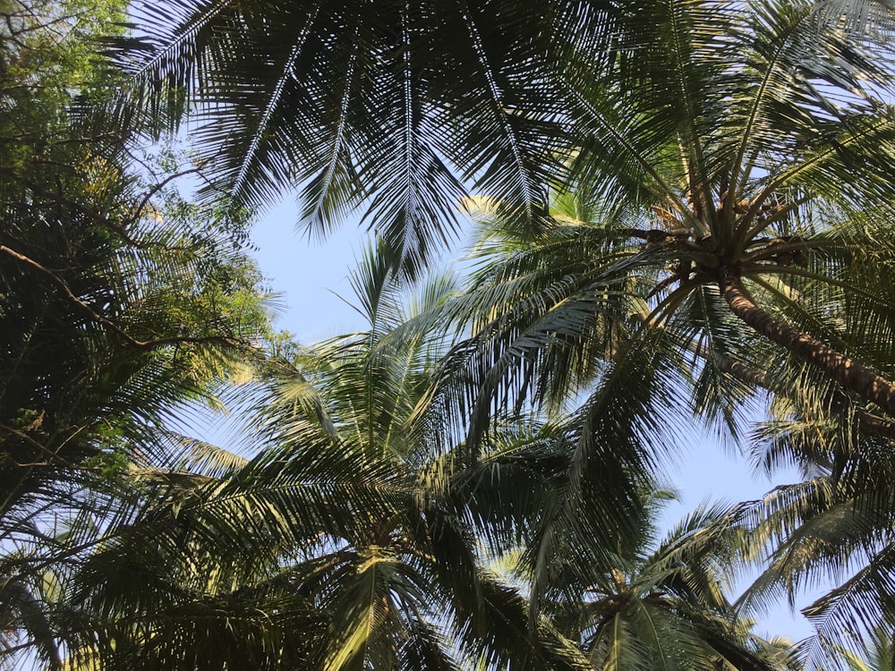 green palm tree under blue sky during daytime