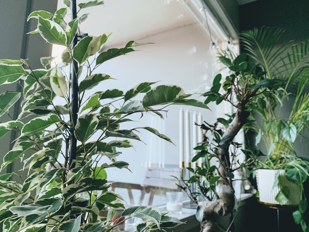 green plant in white pot