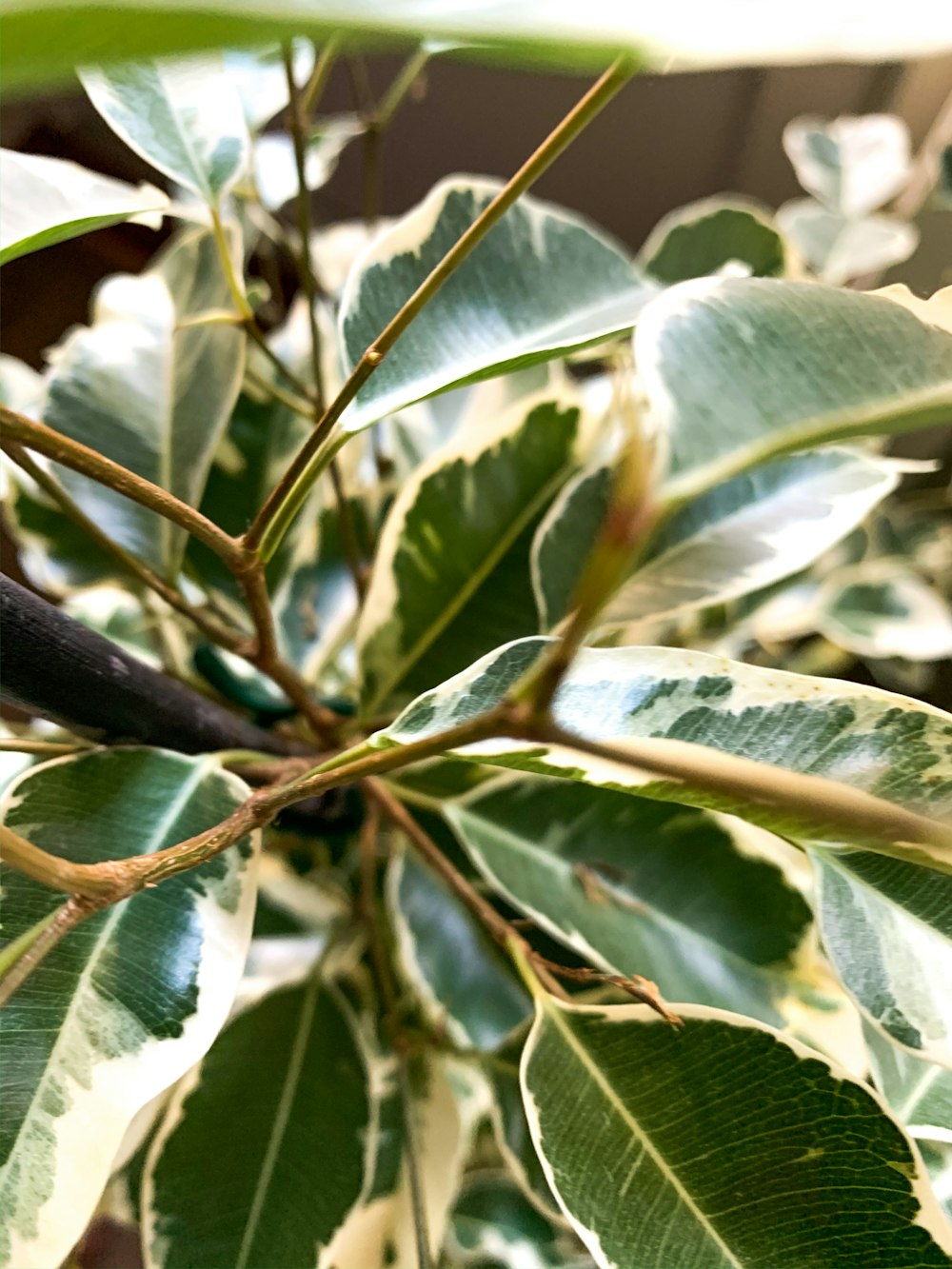 green leaves in macro lens