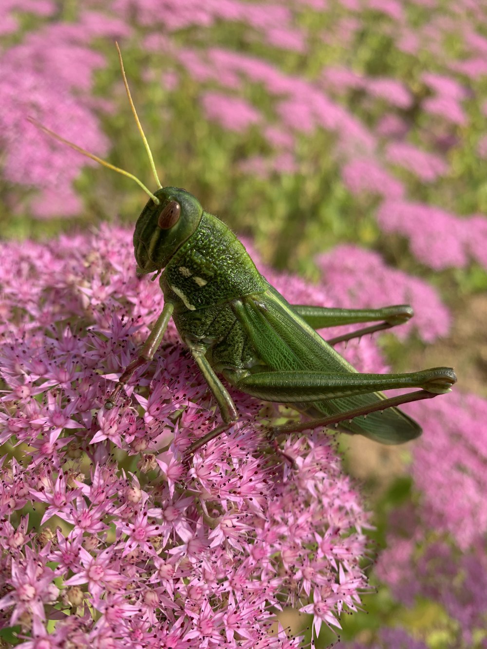 brown grasshopper on pink flower