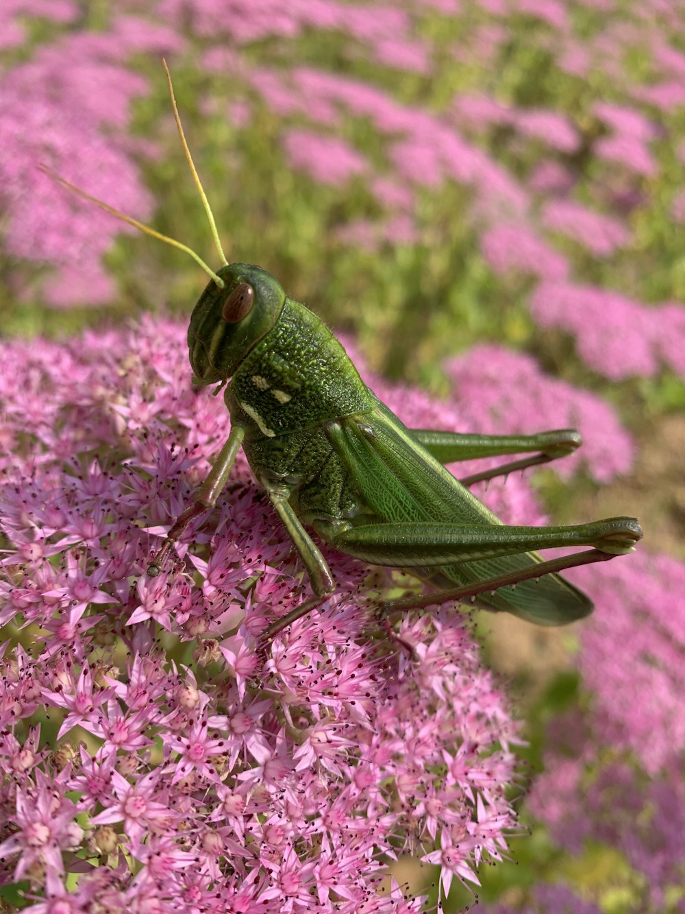 Saltamontes marrón sobre flor rosa