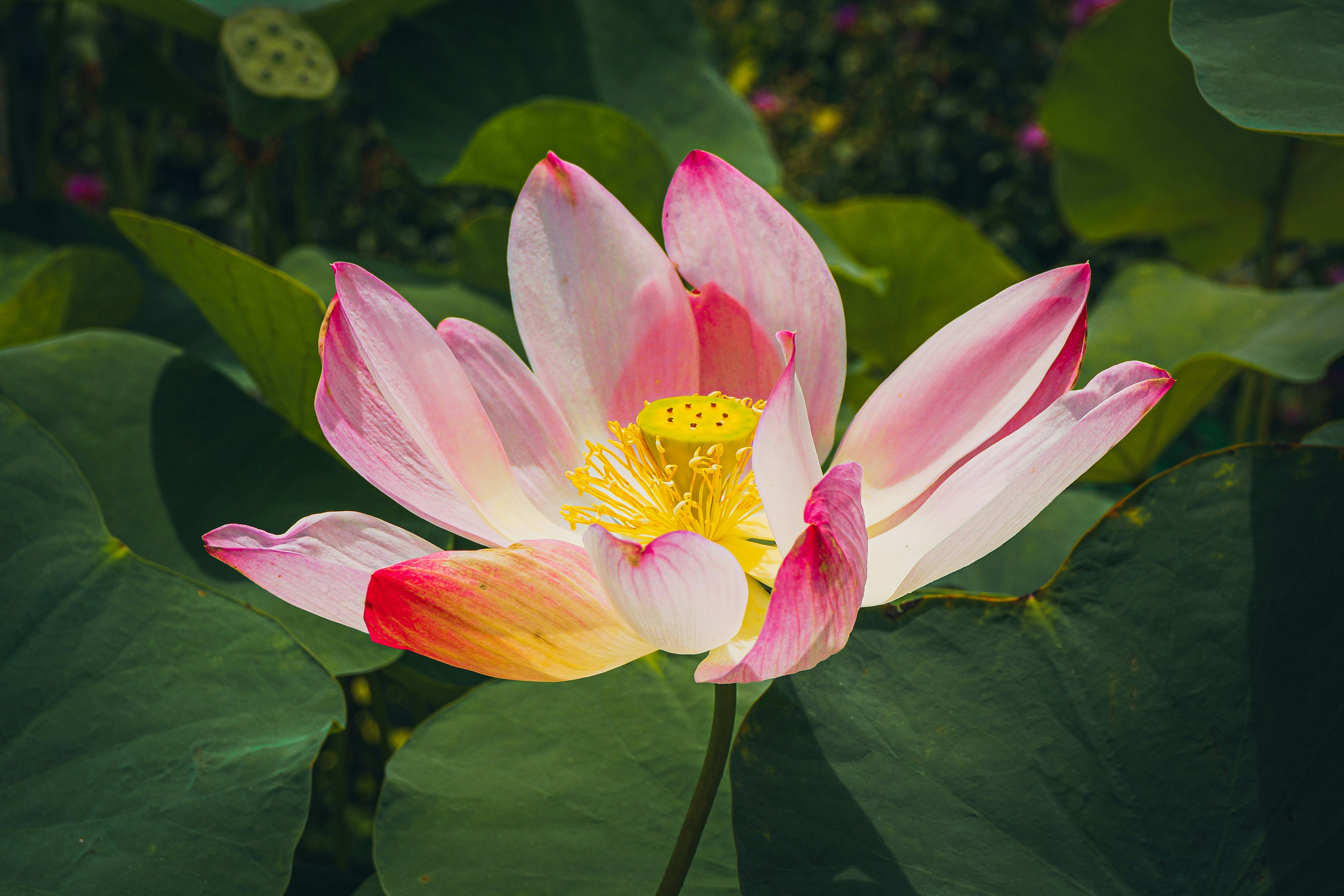 Photo by changlisheng