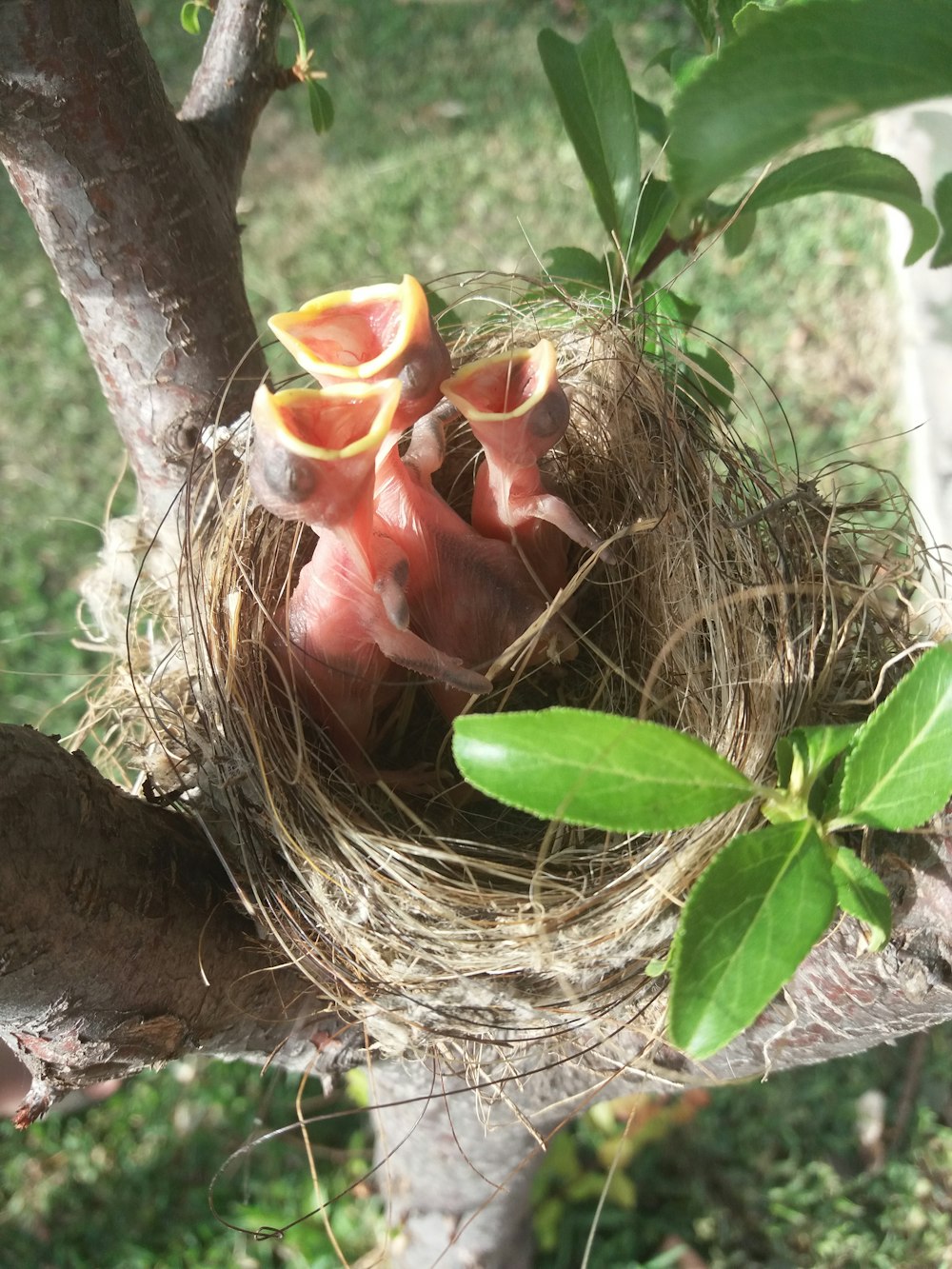 red rose on brown nest