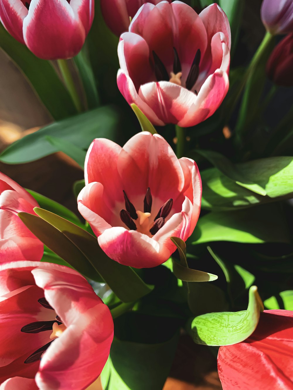 pink flower in macro shot