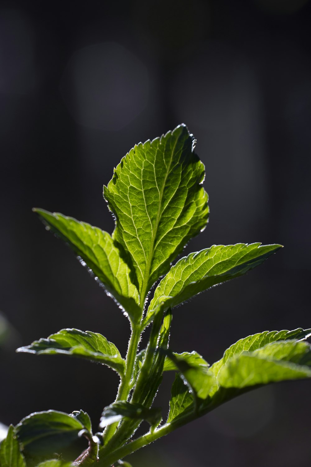 feuille verte en gros plan