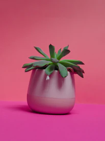 Close-up of a trendy ceramic pot holding a thriving succulent, with bright pink background.