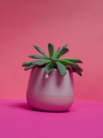 Close-up of a trendy ceramic pot holding a thriving succulent, with bright pink background.
