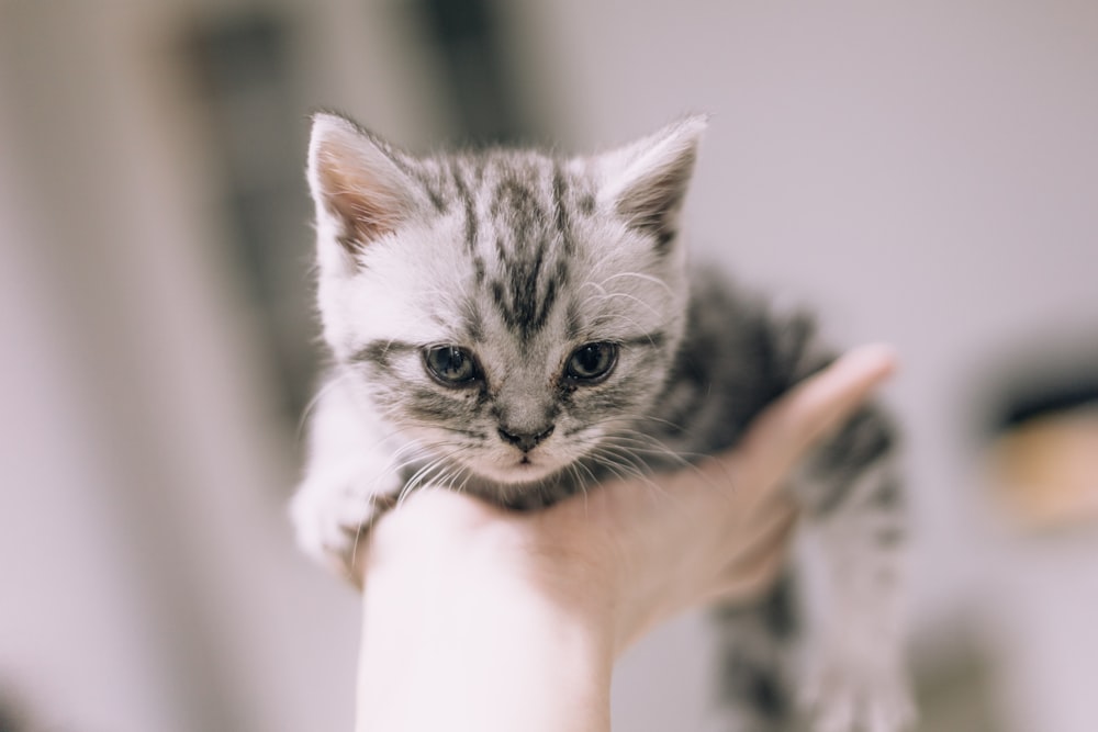 person holding silver tabby kitten