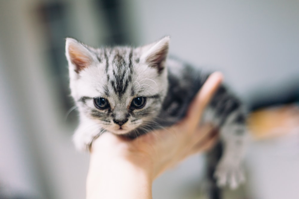 person holding silver tabby kitten