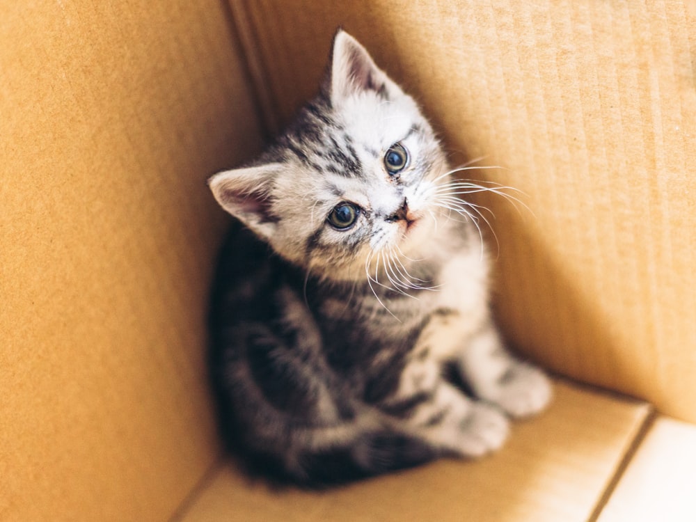 black and white kitten on brown cardboard box