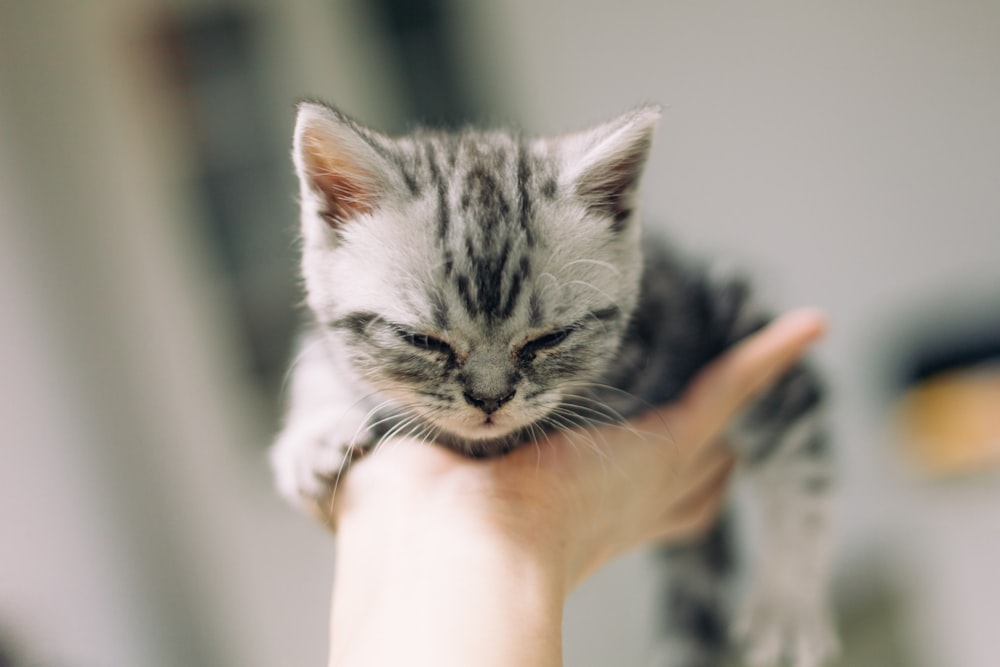 silver tabby kitten on persons hand
