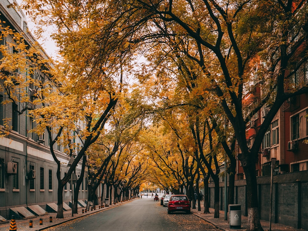 cars parked on side of the road near trees and buildings during daytime