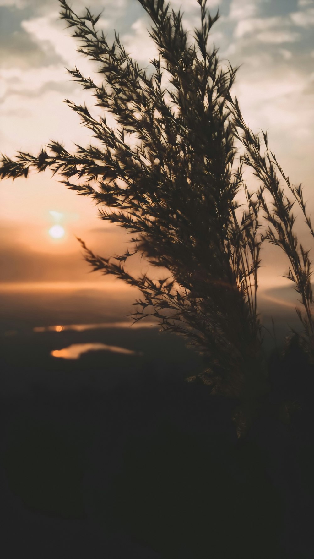 Silhouette des Grases bei Sonnenuntergang