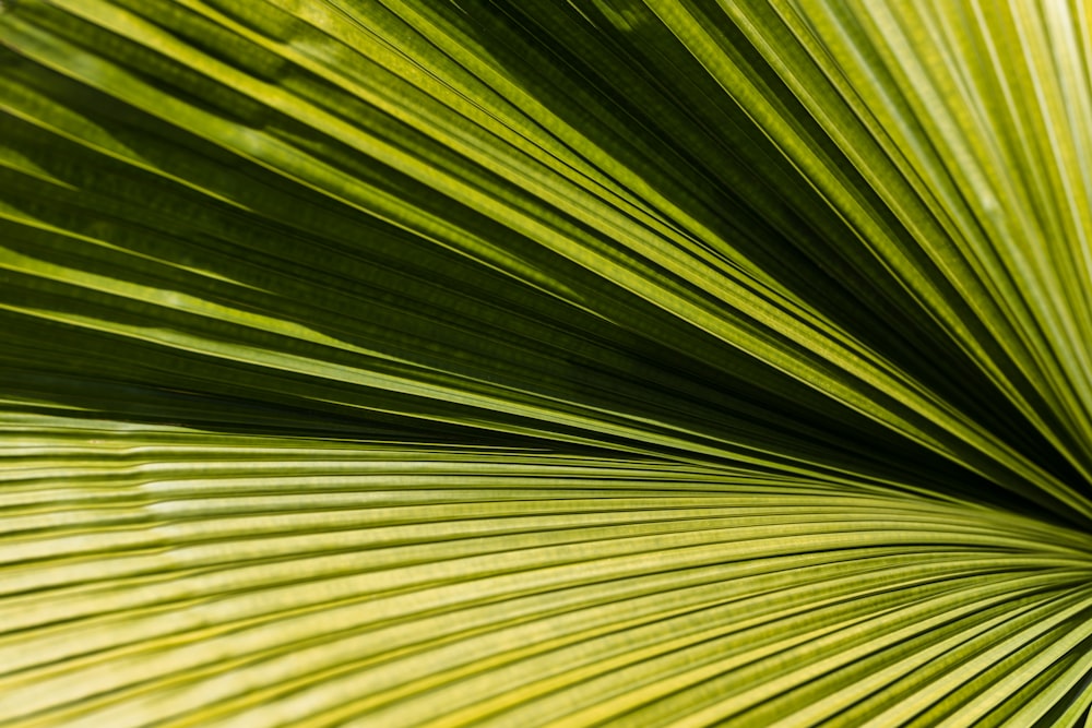 macro photography of green leaf