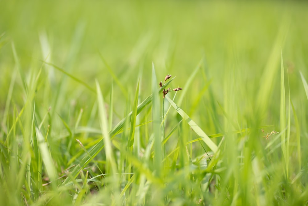 brown and black insect on green grass during daytime