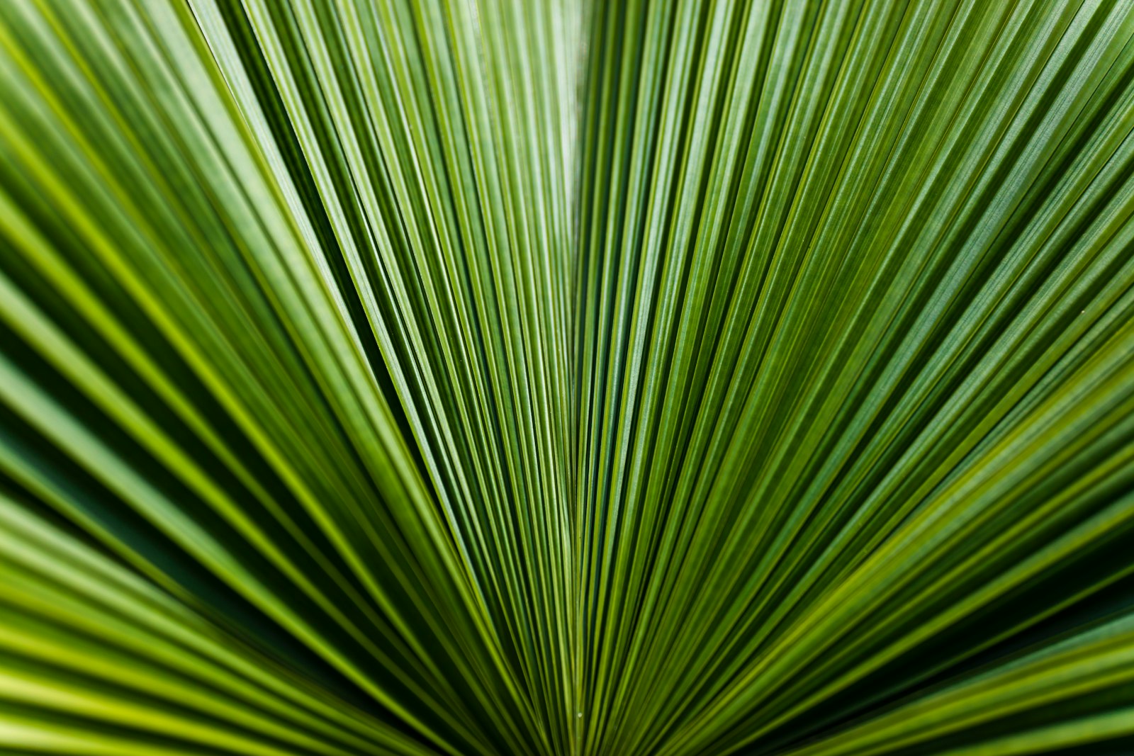 Tamron SP 85mm F1.8 Di VC USD sample photo. Green leaf in close photography