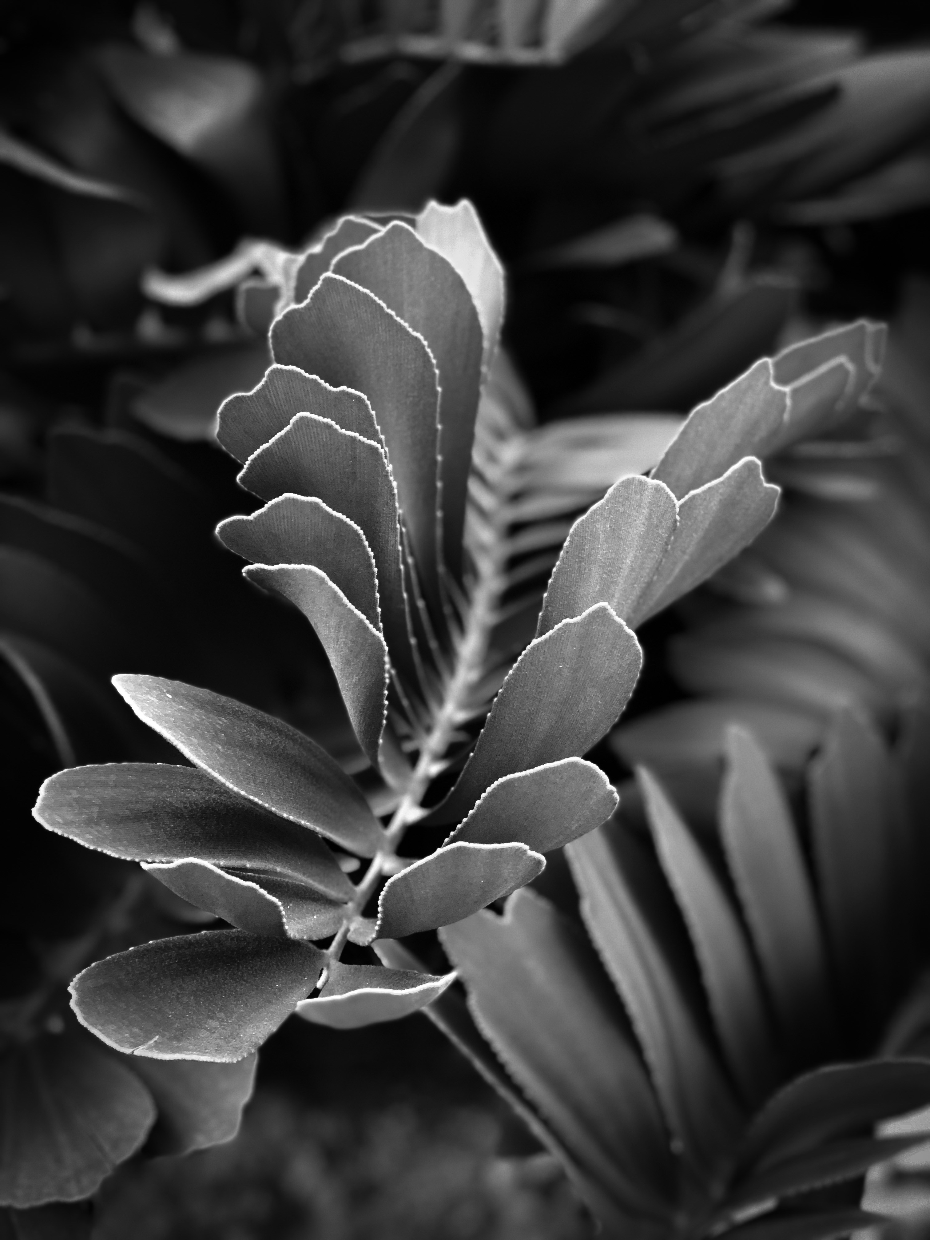 grayscale photo of flower in bloom