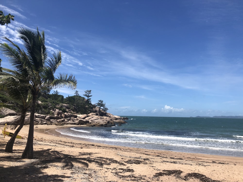 Palmier vert sur le rivage de la plage pendant la journée