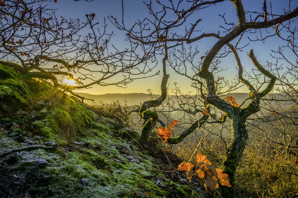 green grass and brown tree during sunset