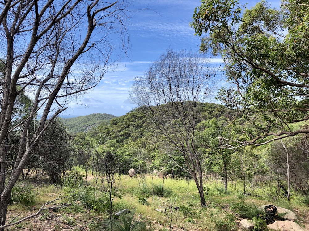 campo di erba verde e alberi sotto il cielo blu durante il giorno