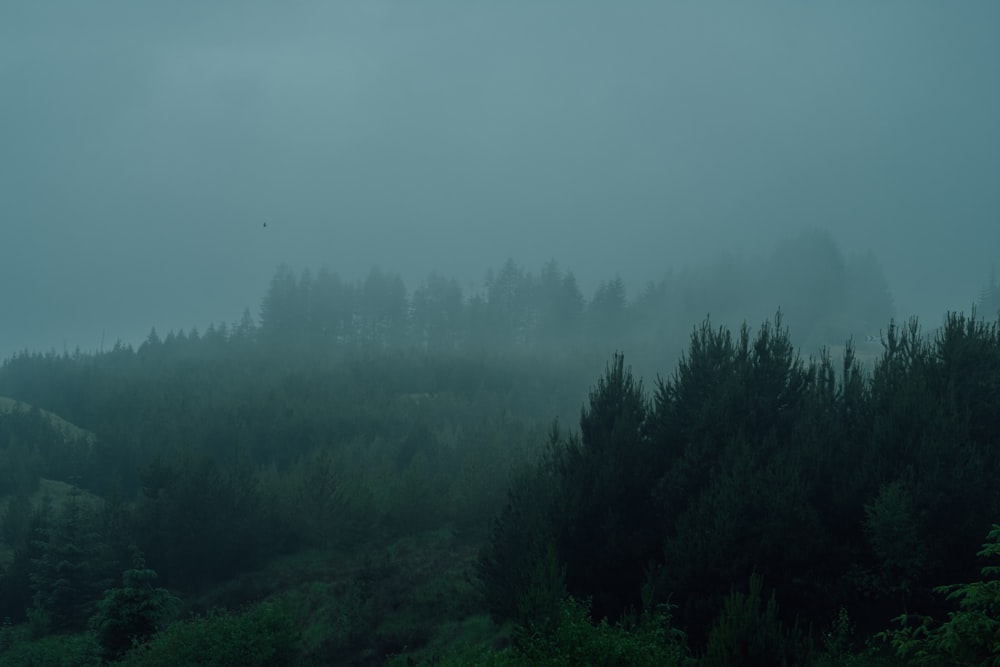 green trees under gray sky