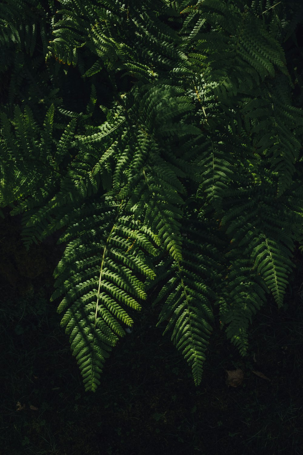 green fern plant during night time