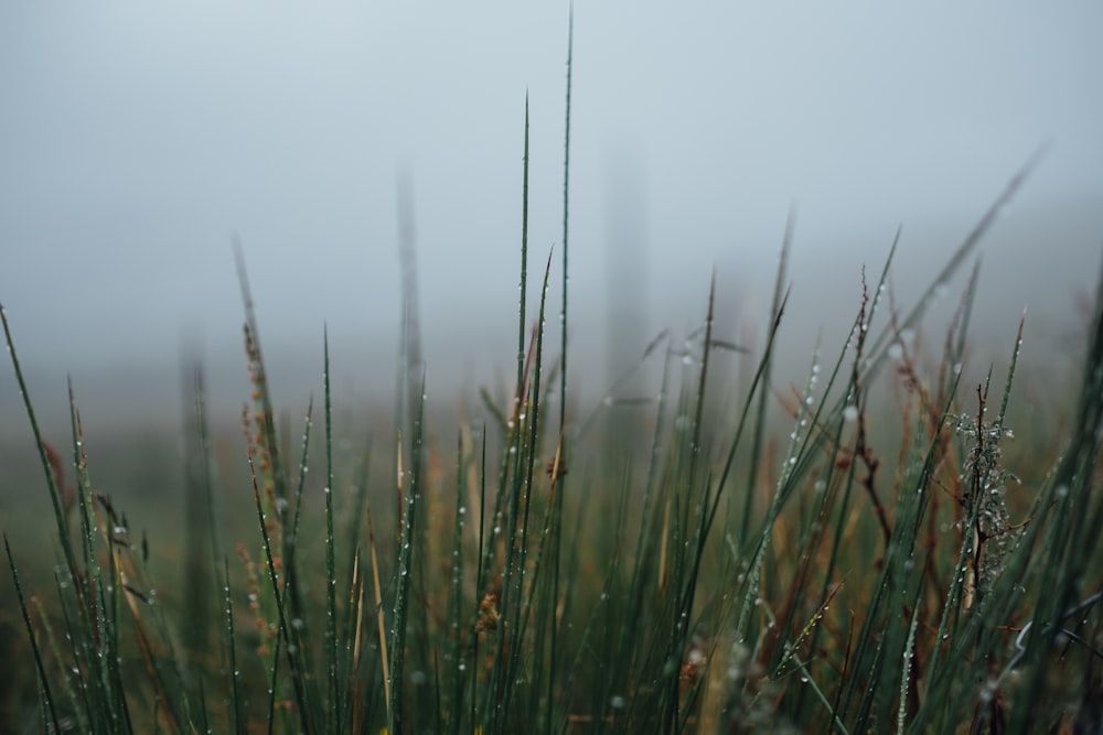 green grass field during daytime