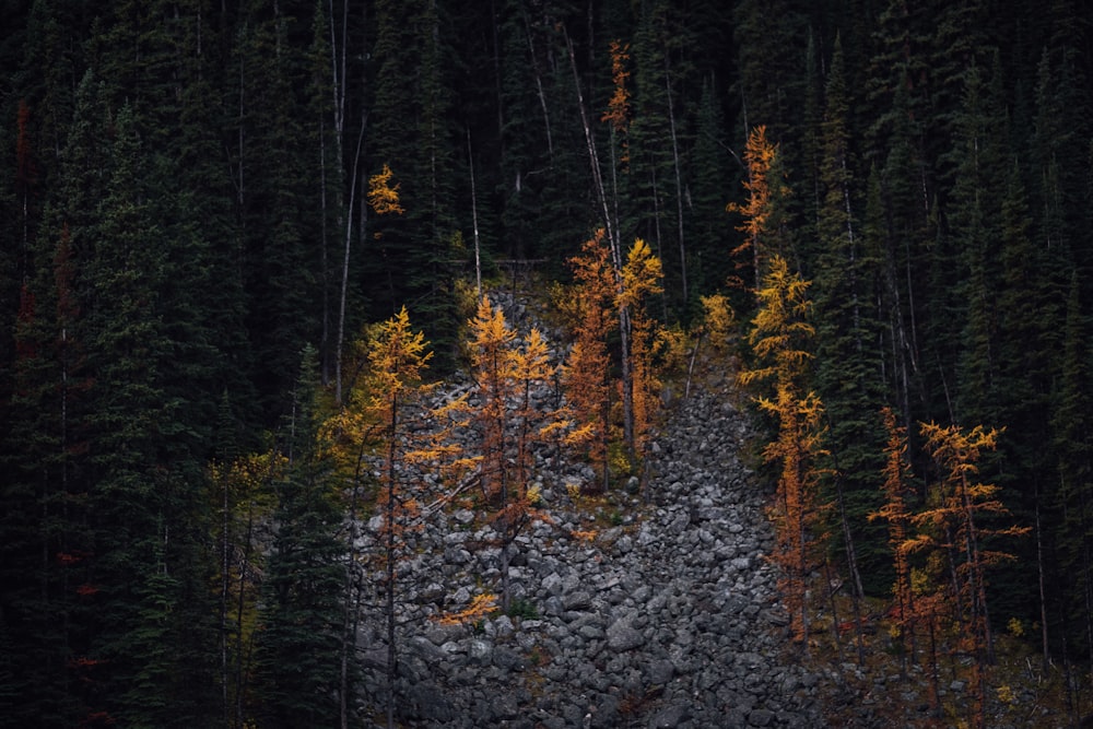 green trees on forest during daytime