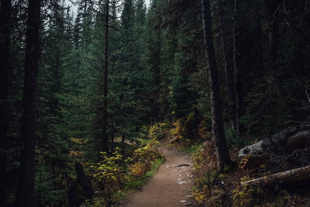 brown dirt road in between green trees during daytime