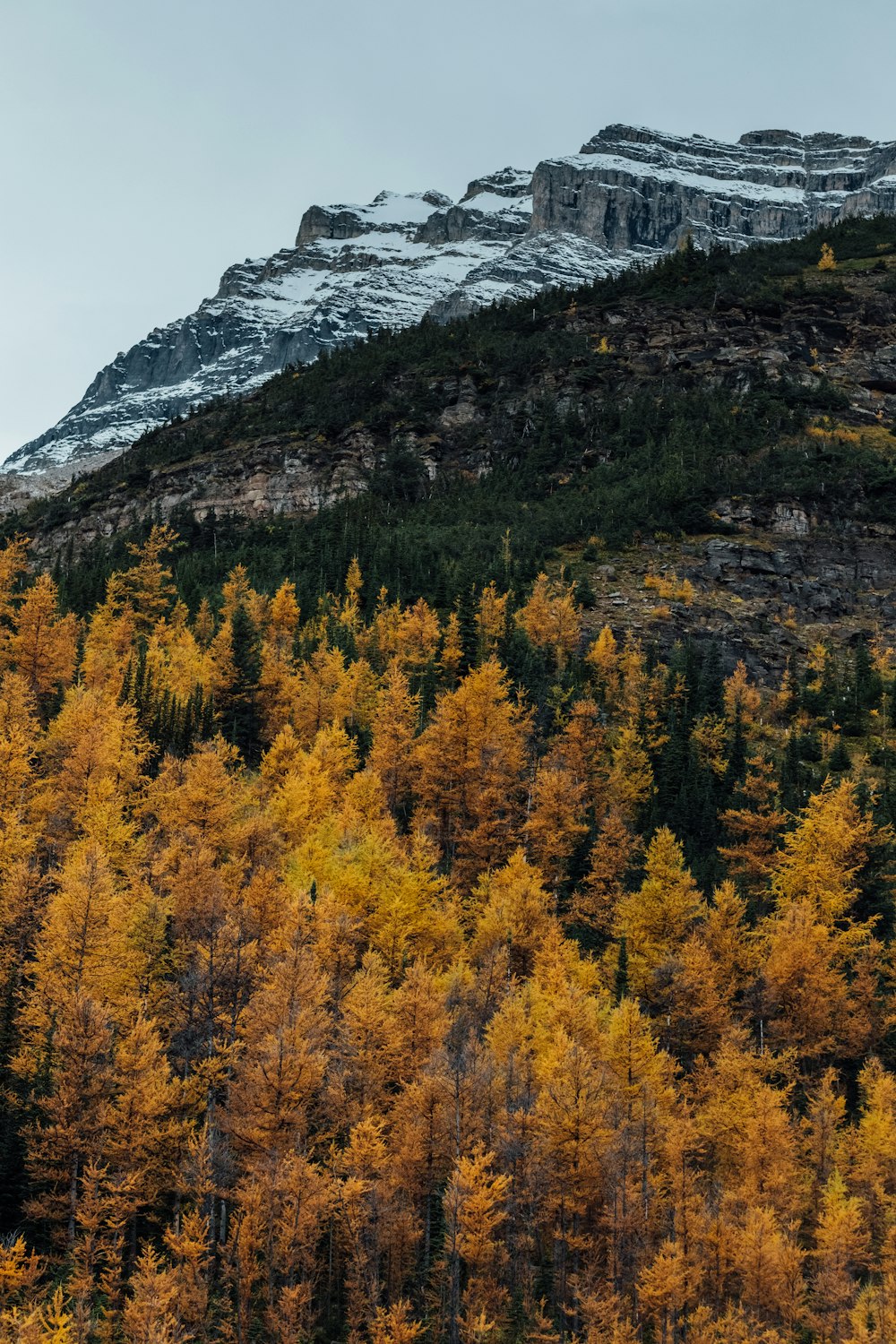 a mountain covered in lots of trees next to a forest