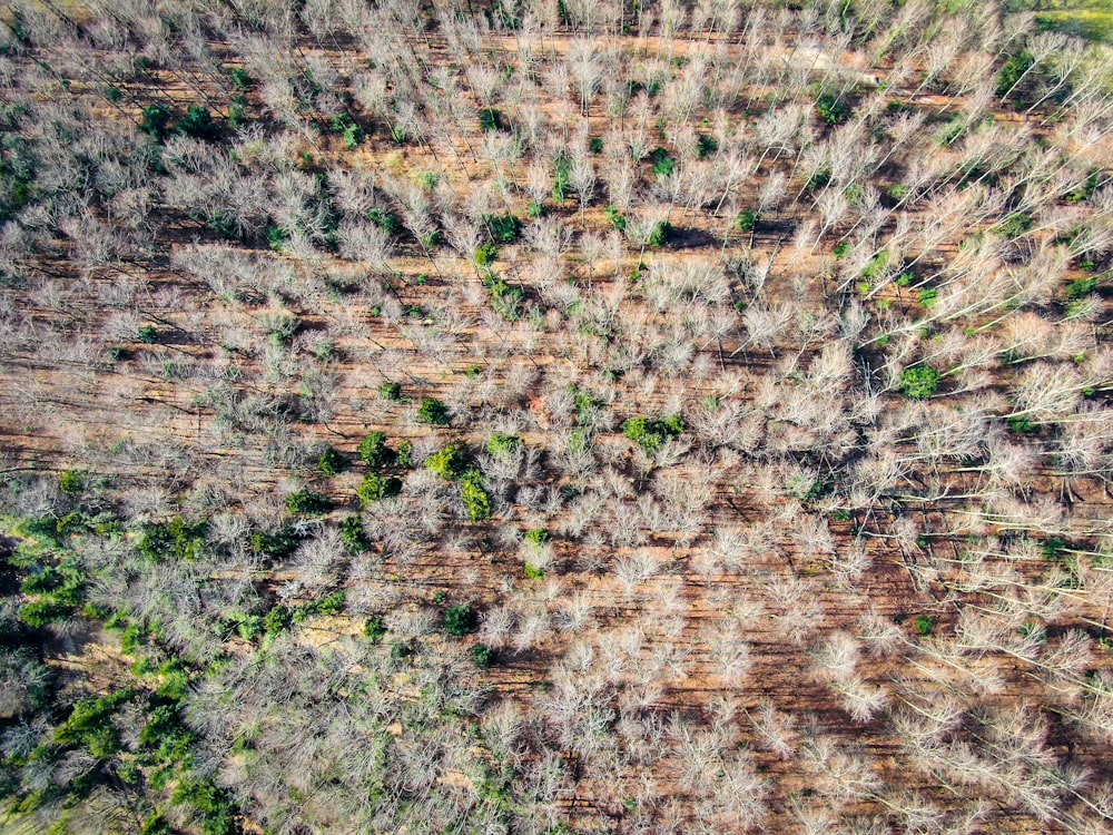 green and brown plant field