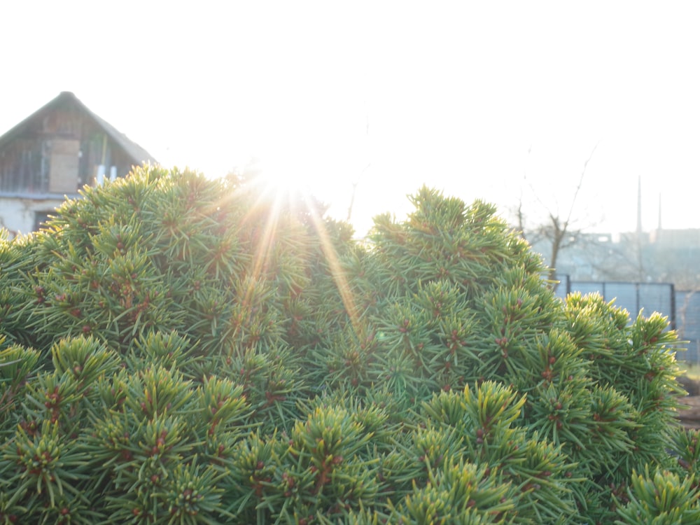 昼間の白い建物の近くの緑の植物