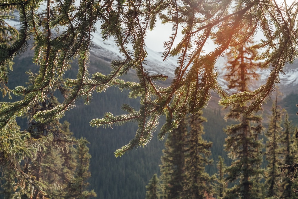 brown leaf trees near snow covered mountain during daytime