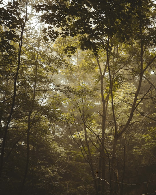 green and brown trees during daytime in Mont Revard France