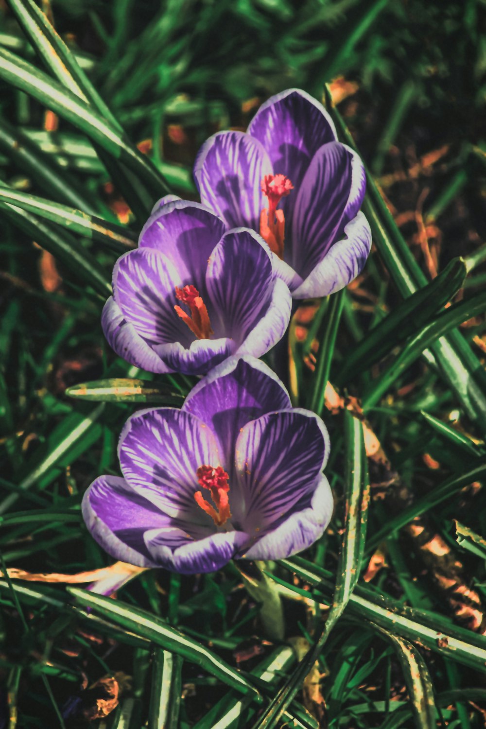 three purple flowers are growing in the grass