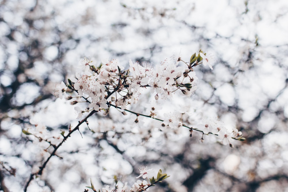 white cherry blossom in bloom during daytime