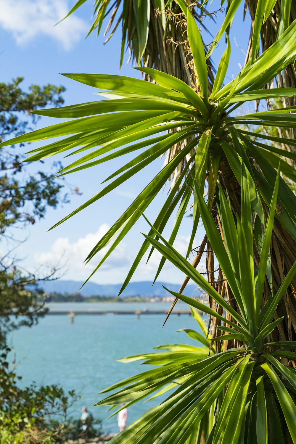 green palm tree near body of water during daytime