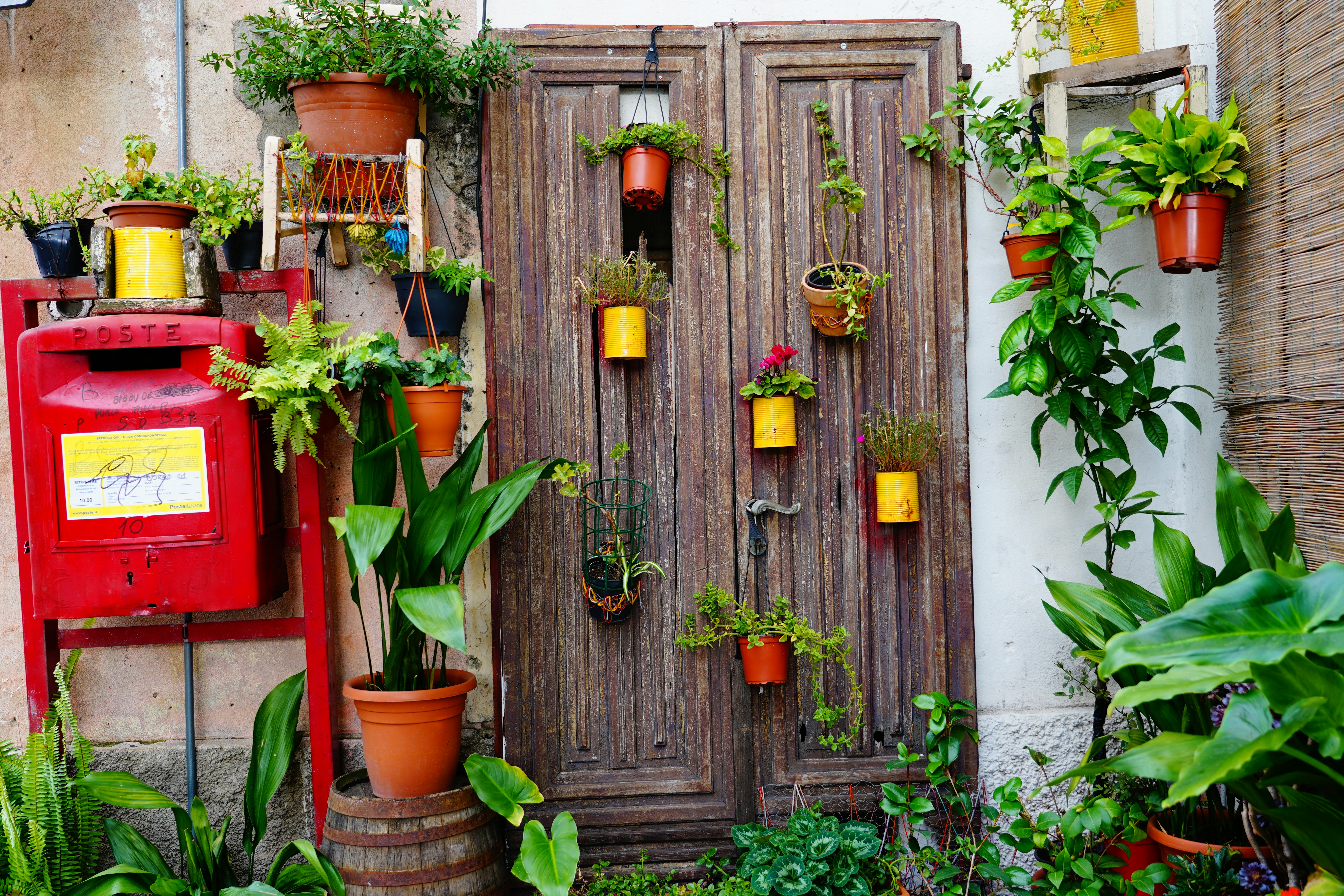 green and red plants on brown wooden door