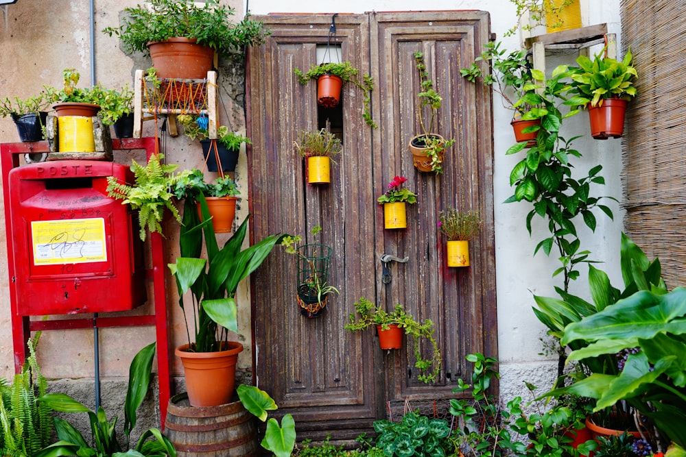 green and red plants on brown wooden door