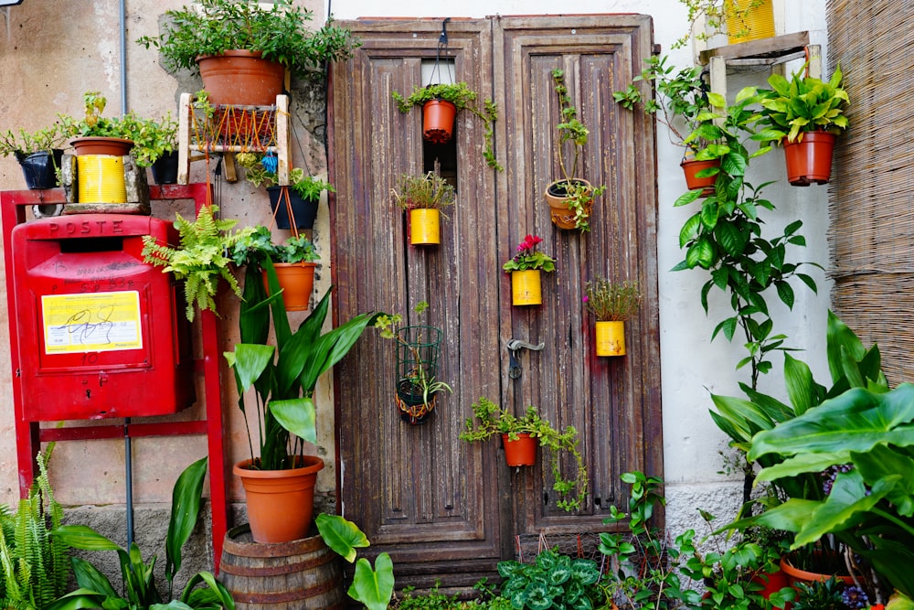 Plantas verdes y rojas en puerta de madera marrón